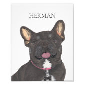 Gepersonaliseerd zwart en Tan Frenchie French Bull Foto Afdruk (Voorkant)