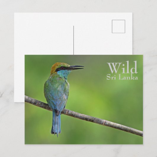 Gepersonaliseerde bijeneter briefkaart (Voorkant / Achterkant)