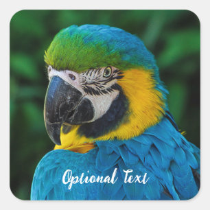 Gepersonaliseerde Blauwe en Gele Macaw Parrot Vierkante Sticker
