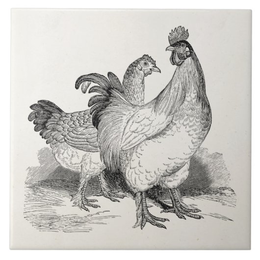  gepersonaliseerde cichenrooster cochin vogels tegeltje (Voorkant)