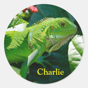 Gepersonaliseerde groene Iguana Lizard Ronde Sticker