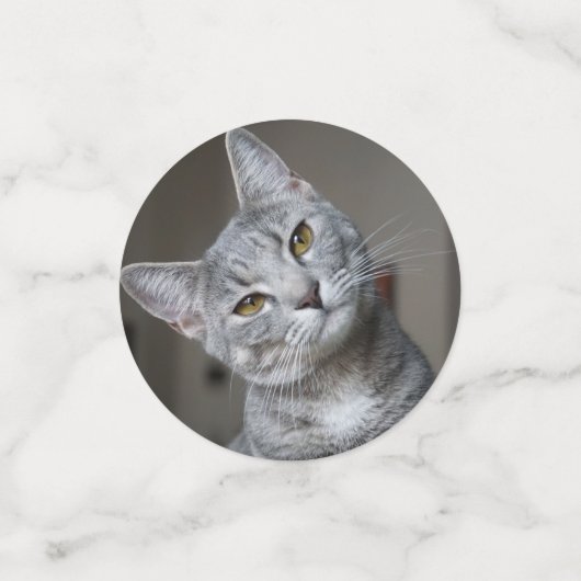 Gepersonaliseerde moderne kat foto confetti (Kleine voorkant)