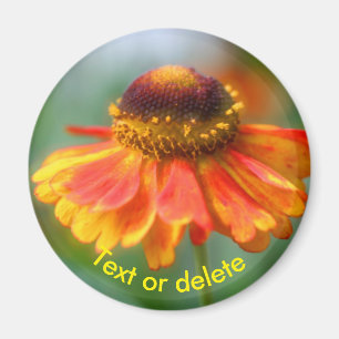 Gepersonaliseerde oranje-gele Zinna-margrietbloem Magneet