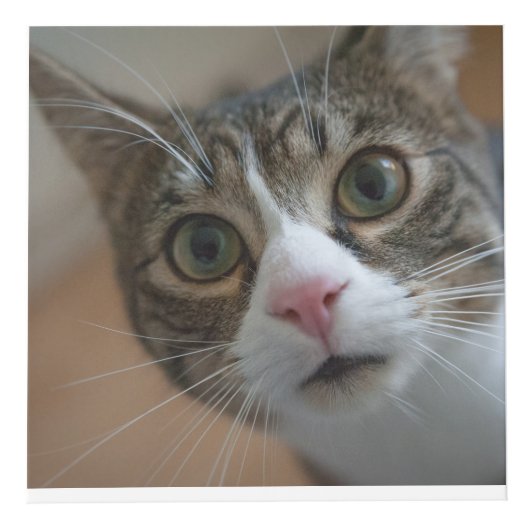 Gepersonaliseerde Pet Keepsake voor katten of hond Kubus (Rechts)