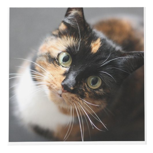 Gepersonaliseerde Pet Keepsake voor katten of hond Kubus (Voorkant)