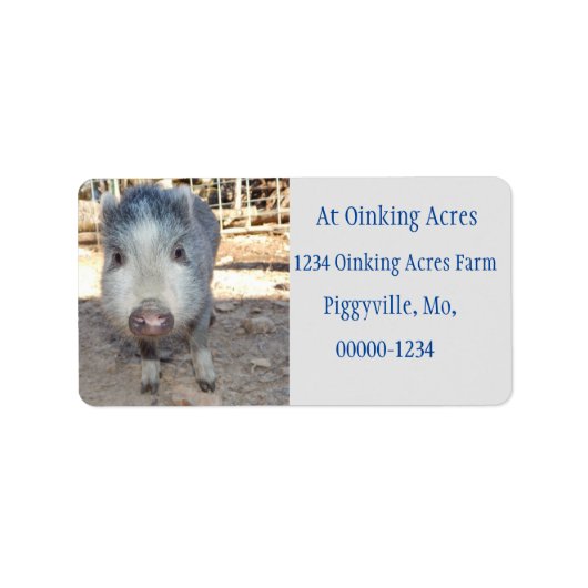 Gepersonaliseerde Schattige Grijs Mini Pig Adreset Etiket (Voorkant)