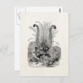  gepersonaliseerde vogelstand - Retro Lyrebird vog Briefkaart (Voorkant / Achterkant)