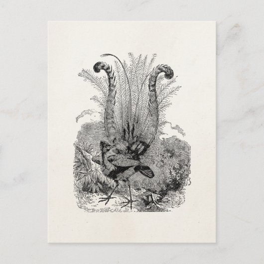  gepersonaliseerde vogelstand - Retro Lyrebird vog Briefkaart (Voorkant)