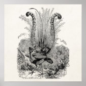  gepersonaliseerde vogelstand - Retro Lyrebird vog Poster (Voorkant)