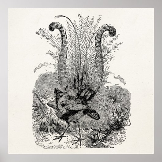 gepersonaliseerde vogelstand - Retro Lyrebird vog Poster (Voorkant)