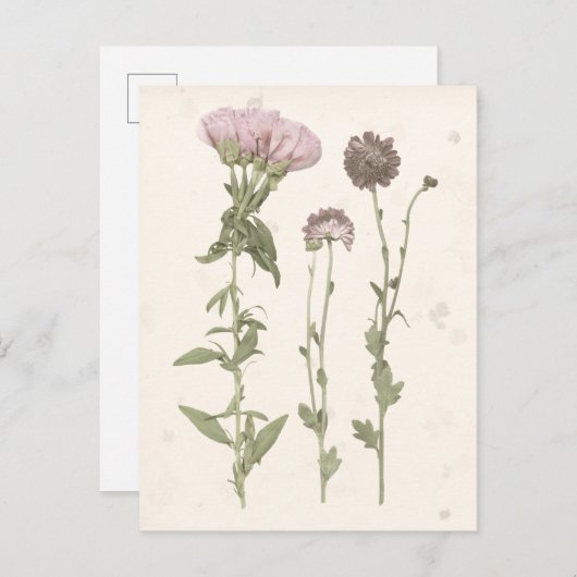 Geperste bloemen - Roze Briefkaart (Voorkant / Achterkant)