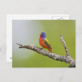 Gepilde Bunting Passerina ciris) zingend man Briefkaart (Voorkant / Achterkant)