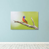 Gepilde Bunting Passerina ciris) zingend man Canvas Afdruk (Insitu (Houten vloer))
