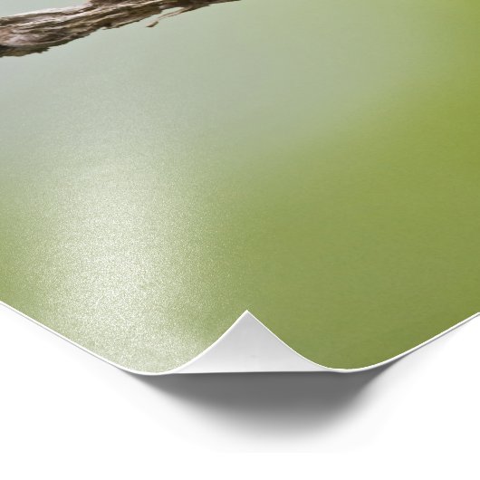 Gepilde Bunting Passerina ciris) zingend man Foto Afdruk (Hoek)