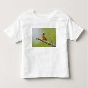 Gepilde Bunting Passerina ciris) zingend man Kinder Shirts