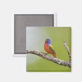 Gepilde Bunting Passerina ciris) zingend man Magneet (Voorkant / Achterkant)