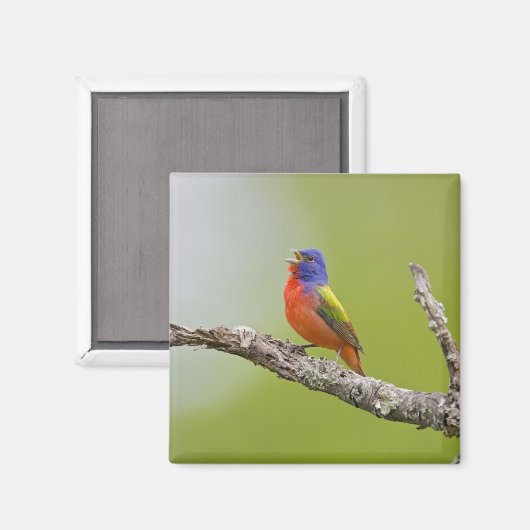 Gepilde Bunting Passerina ciris) zingend man Magneet (Voorkant / Achterkant)