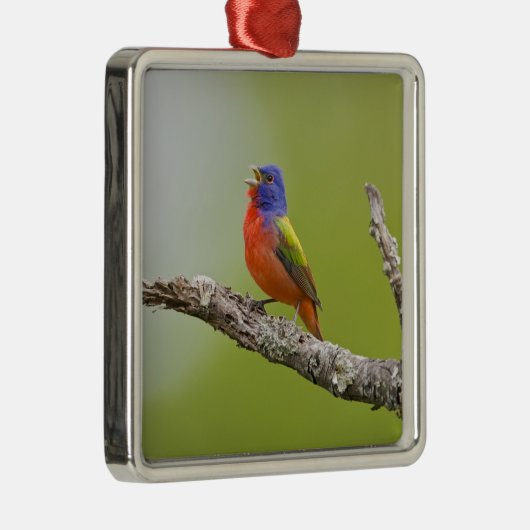 Gepilde Bunting Passerina ciris) zingend man Metalen Ornament (Rechts)