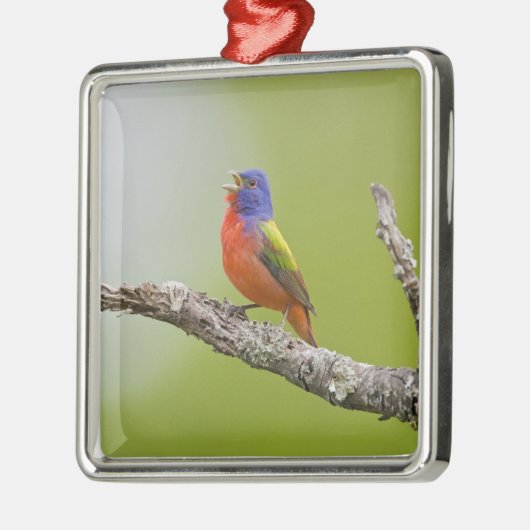 Gepilde Bunting Passerina ciris) zingend man Metalen Ornament (Links)