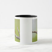 Gepilde Bunting Passerina ciris) zingend man Mok (Midden)