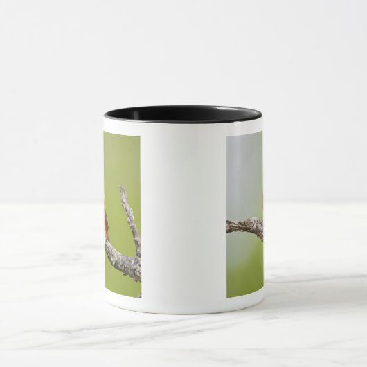 Gepilde Bunting Passerina ciris) zingend man Mok (Midden)