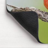 Gepilde Bunting Passerina ciris) zingend man Muismat (Hoek)