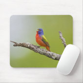 Gepilde Bunting Passerina ciris) zingend man Muismat (Met muis)