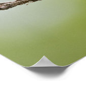 Gepilde Bunting Passerina ciris) zingend man Poster (Hoek)