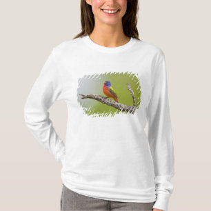Gepilde Bunting Passerina ciris) zingend man T-shirt