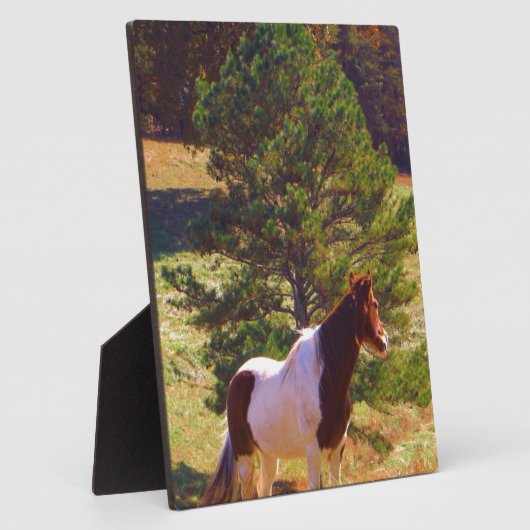 Gepilde Pony door de pine Fotoplaat (Zijkant)