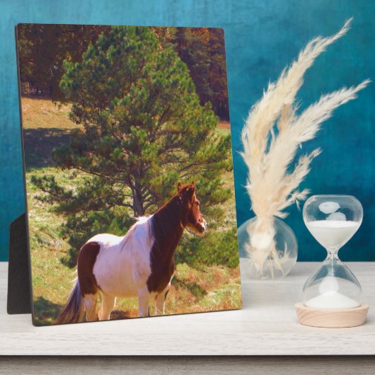 Gepilde Pony door de pine Fotoplaat (Zijkant)