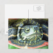 Gepilde schildpad (Chrysemys picta) 2 Briefkaart (Voorkant / Achterkant)