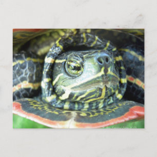 Gepilde schildpad (Chrysemys picta) 2 Briefkaart