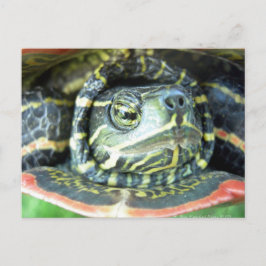 Gepilde schildpad (Chrysemys picta) 2 Briefkaart