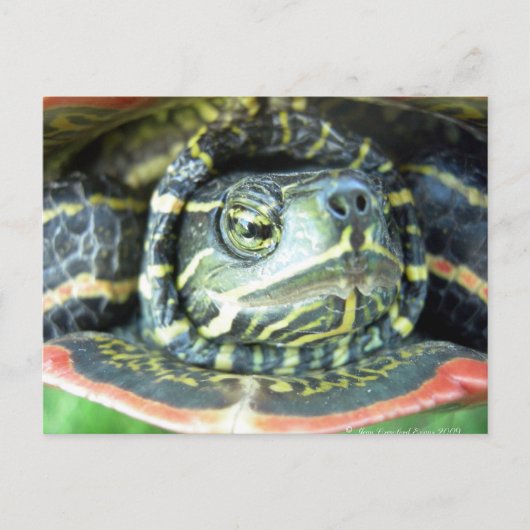 Gepilde schildpad (Chrysemys picta) 2 Briefkaart (Voorkant)