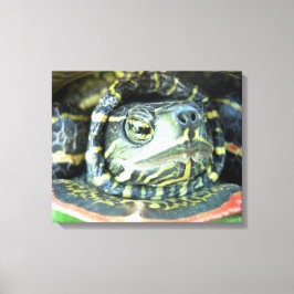 Gepilde schildpad (Chrysemys picta) 2 Canvas Afdruk