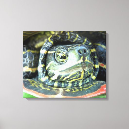 Gepilde schildpad (Chrysemys picta) 2 Canvas Afdruk (Voorkant)
