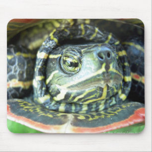 Gepilde schildpad (Chrysemys picta) 2 Muismat