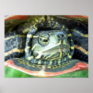 Gepilde schildpad (Chrysemys picta) 2 Poster