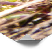 Gepilde schildpad (Chrysemys picta) 3 Poster (Hoek)