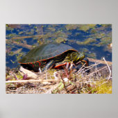 Gepilde schildpad (Chrysemys picta) 3 Poster (Voorkant)