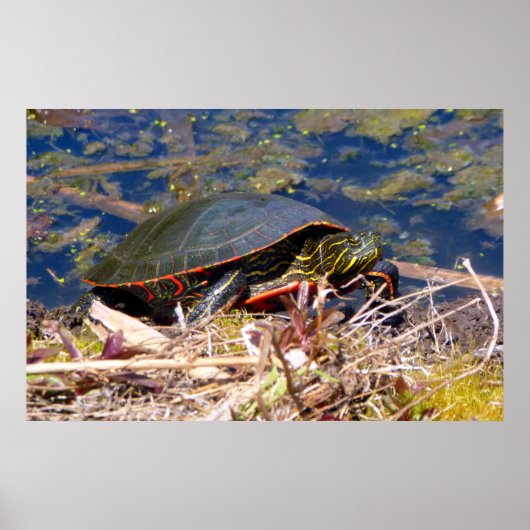 Gepilde schildpad (Chrysemys picta) 3 Poster (Voorkant)
