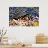 Gepilde schildpad (Chrysemys picta) 3 Poster (Keuken)