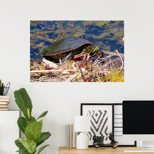 Gepilde schildpad (Chrysemys picta) 3 Poster (Thuiskantoor)