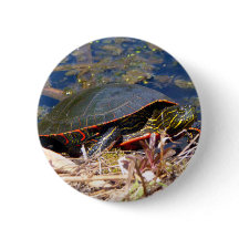 Gepilde schildpad (Chrysemys picta) 3