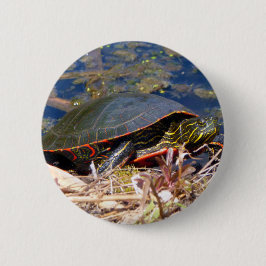 Gepilde schildpad (Chrysemys picta) 3 Ronde Button 5,7 Cm