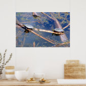 Gepilde schildpadden (schildpadden) poster (Keuken)