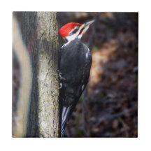 Gepileerde Woodpecker Ceramic Photo Tile