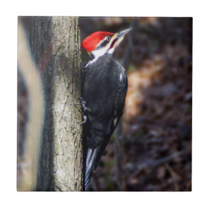 Gepileerde Woodpecker Ceramic Photo Tile Tegeltje