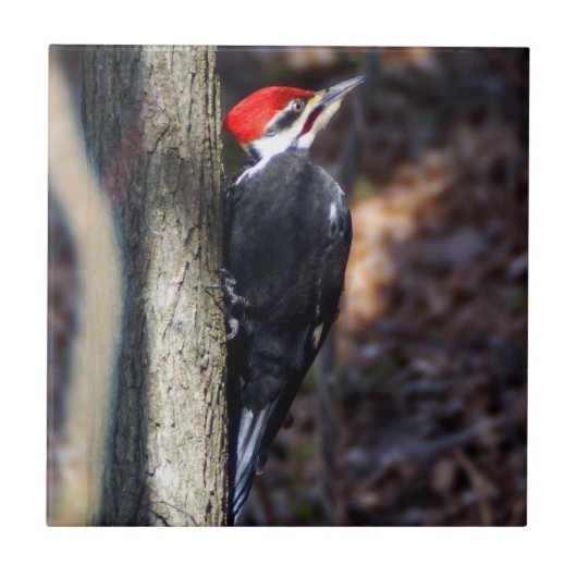 Gepileerde Woodpecker Ceramic Photo Tile Tegeltje (Voorkant)
